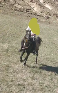 اسب مادیان