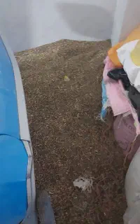 سیاه دانه قارا دنه