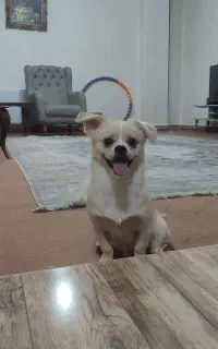 پاکوتاه تریر
