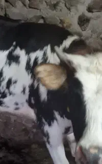 گوساله چاق او گوشتی