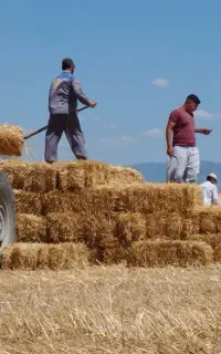 کاه کوبیده گندم