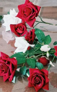 گل رز مخمل دوشاخه