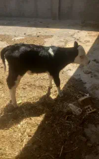 یک گوساله ماده سمیتال