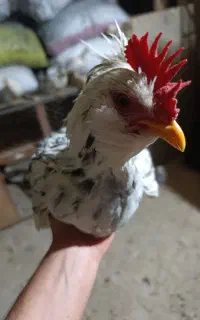 خروس گلین
