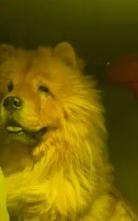 سگ خرسی چاو چاو