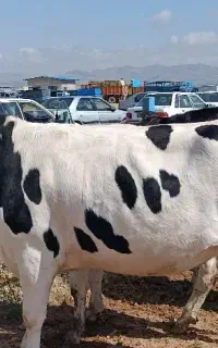 تلیسه دو دندان