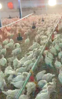 استخدام برای مرغداری
