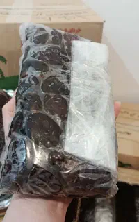 خرمای کبکاب برداشت امسال ارسال مستقیم از بوشهر