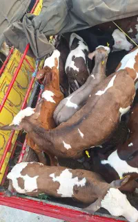 اتحاد دامداران انواع گوساله