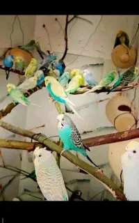 مرغ عشق