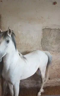 نریان فروشی