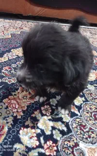 سگ.