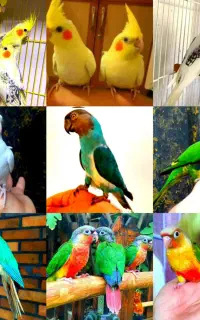 عروس هلندی گرینچیک لوری سنگال سخنگو رقاص مولد