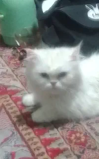 یک گربه پرشین ناز