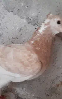 کبوترپرشی دونسته