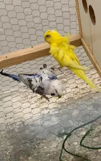 مرغ عشق پروانه ای مولد