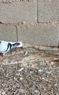 کبوتر