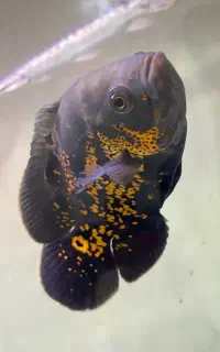 اسکار تایگر