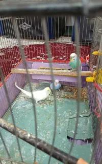 فروش مرغ عشق ۳ عدد