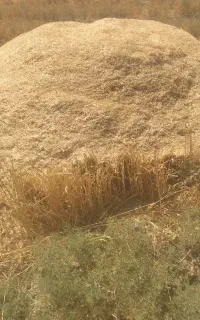 کاه گیر