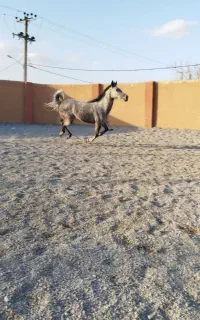 اسب مادیان همراه کره ۲۰ روزه