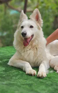 توله ژرمن سفید وایت