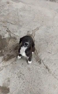 سگ  نگهبان