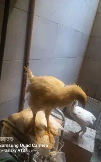 جوجه