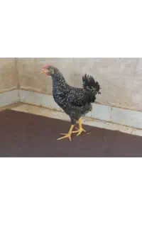 امروک فقط خروس