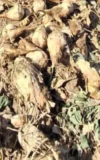 چغندر درشت