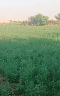 پرس یونجه