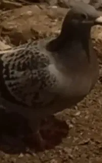دوبر