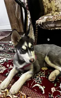 هاسکی ماده