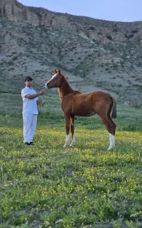 کره نریون ترکمن آخال تکه مدرک دار