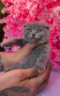 پت آپارتمانی گربه اسکاتیش و بریتیش