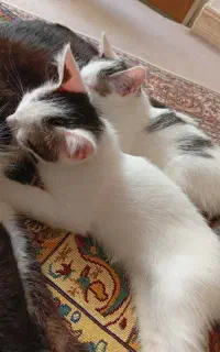 واگذاری بچه گربه دو ماهه رایگان