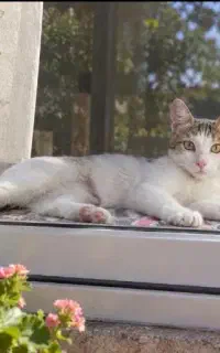 واگذاری رایگان گربه ماده 6ماهه