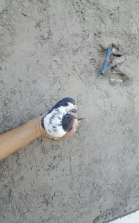 مایه سینه افشون