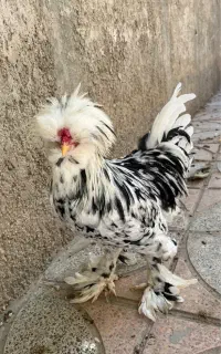 مرغ خروس غاز خانگی فوری فروشی