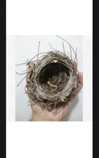 جوجه قناری باغی