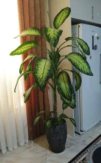 گل دیفن