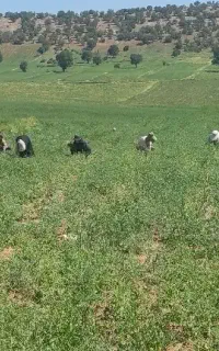 سرکارگر وجین کردن انواع محصولات با قیمت مناسب