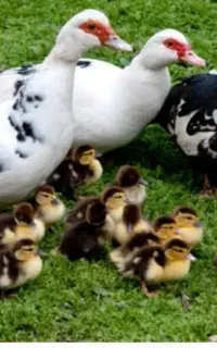 موسکویی ویااردک اسراعیلی ارسال به سراسر کشور