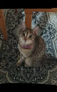 واگذاری گربه ماده ۱ساله بعلت مهاجرت