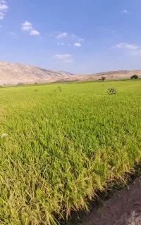 برنج طارم سوزنی اصل
