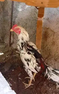 خروس لاری نصل