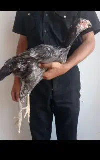 مرغ لاری خروس لاری جوجه لاری