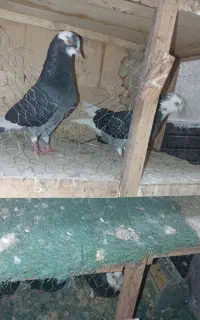 کفتر پنج جفت