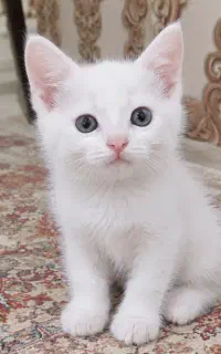 گربه