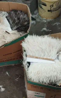 نوار پر سوزنی شترمرغ